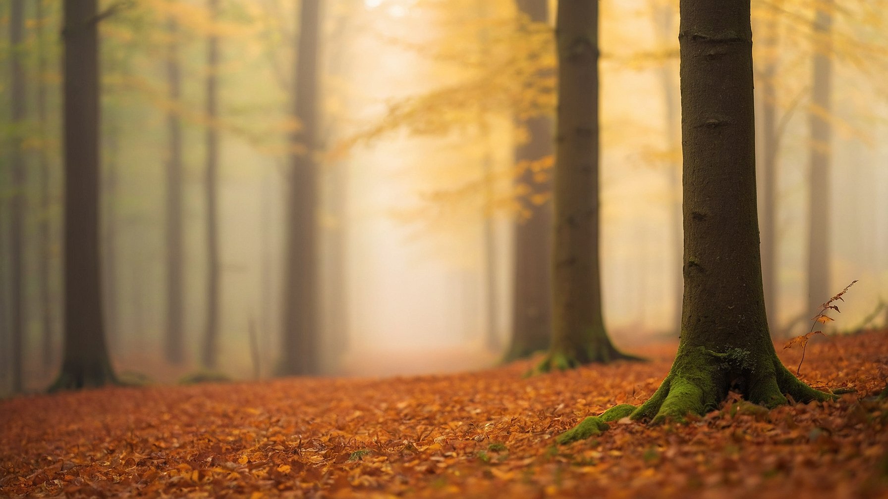 Verken de natuurpracht van Sauerland